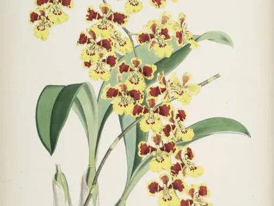 thumbnail oncidium sarcodes
