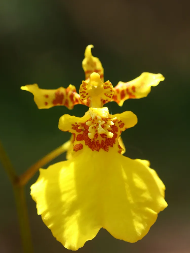 oncidium sphacelatum plant showing characteristic features