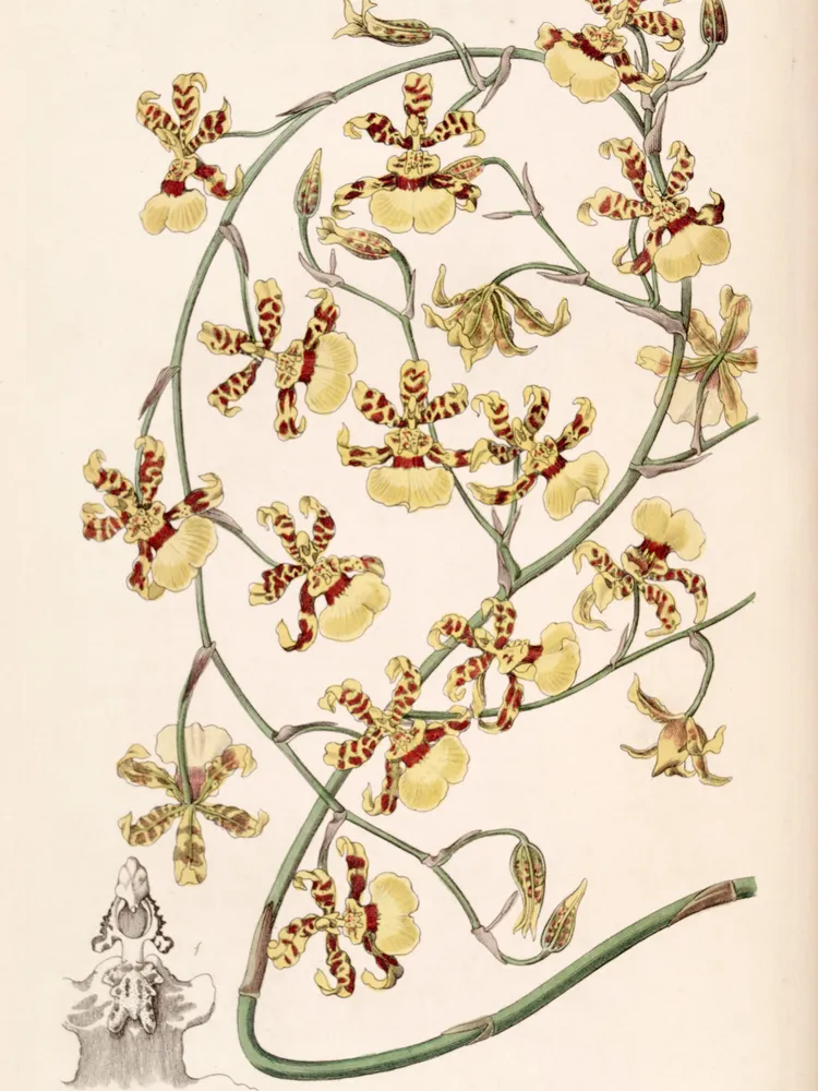 oncidium sphacelatum plant showing characteristic features