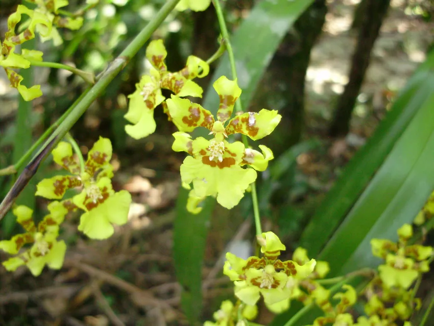 oncidium sphacelatum plant showing characteristic features