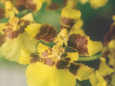 thumbnail oncidium sphacelatum