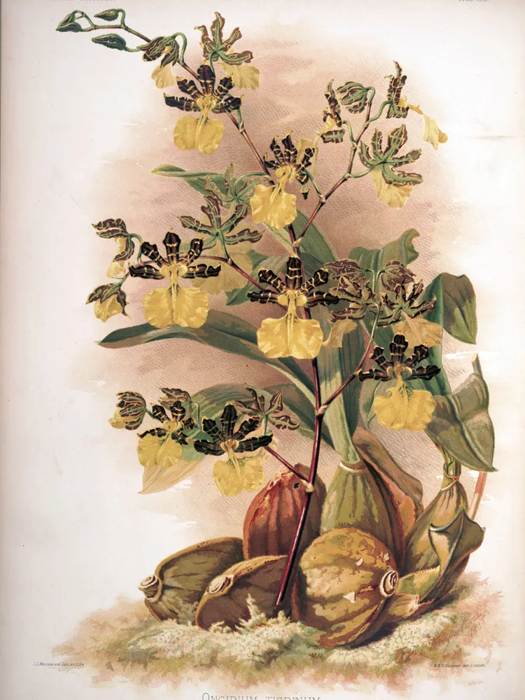 oncidium tigrinum plant showing characteristic features