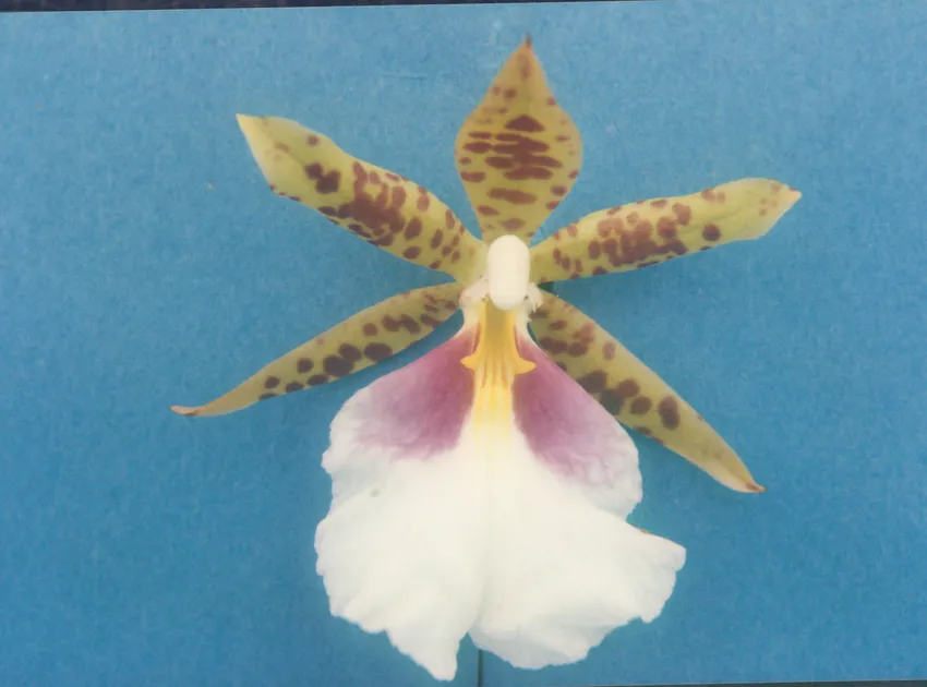oncidium tigrinum plant showing characteristic features