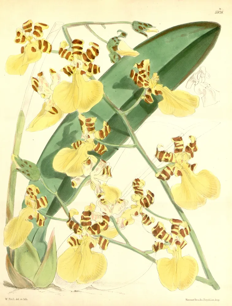 oncidium tigrinum plant showing characteristic features
