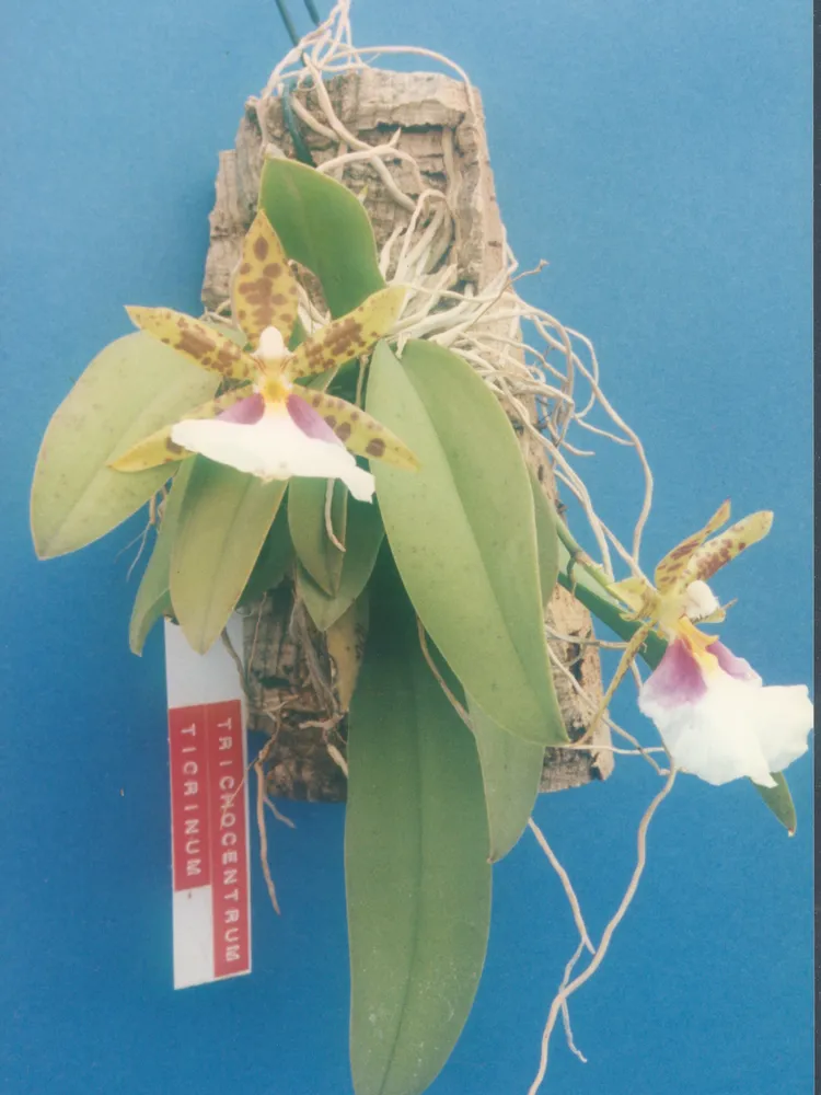 oncidium tigrinum plant showing characteristic features