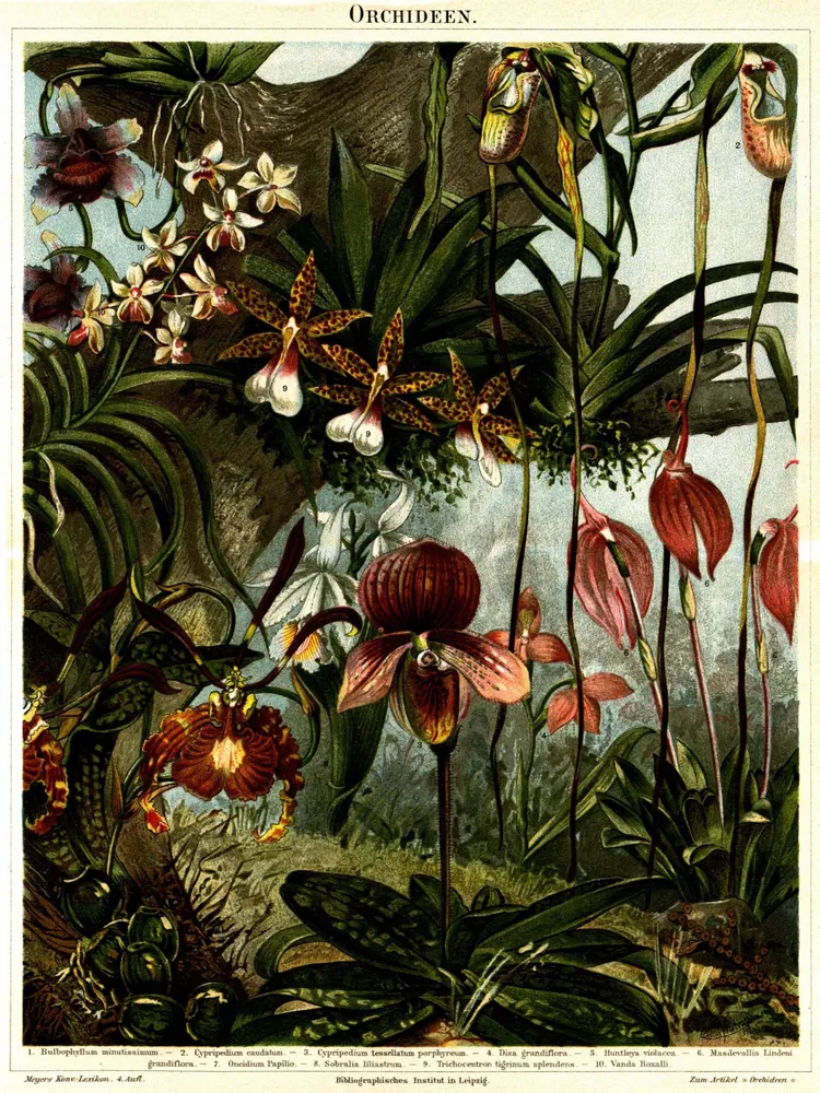 oncidium tigrinum plant showing characteristic features