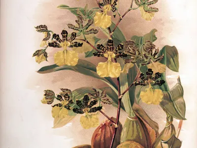 thumbnail oncidium tigrinum