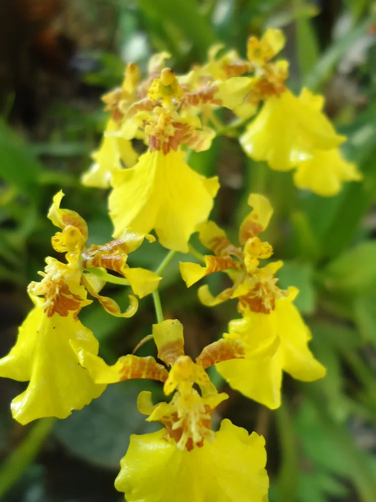 oncidium varicosum plant showing characteristic features