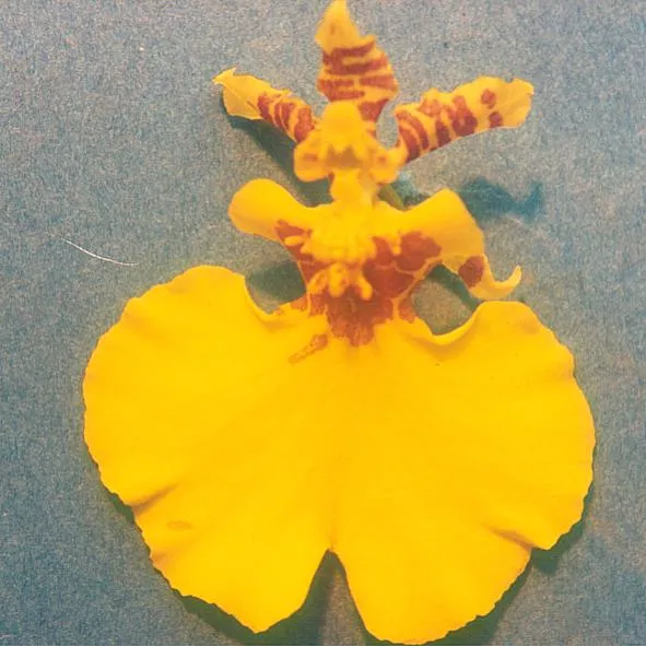 oncidium varicosum plant showing characteristic features