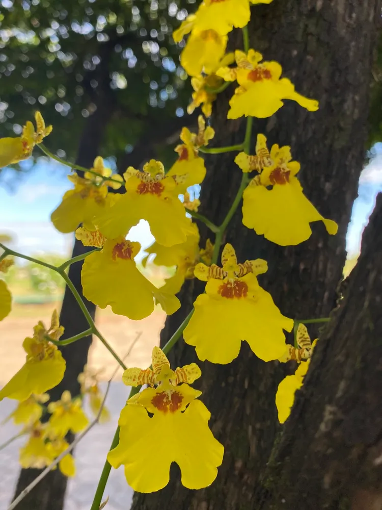 oncidium varicosum plant showing characteristic features