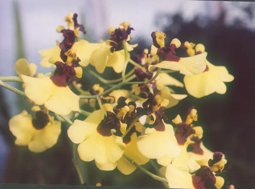 oncidium varicosum plant showing characteristic features