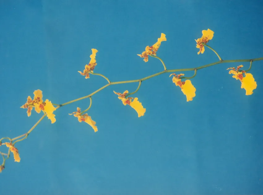 oncidium varicosum plant showing characteristic features