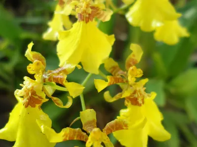 thumbnail oncidium varicosum