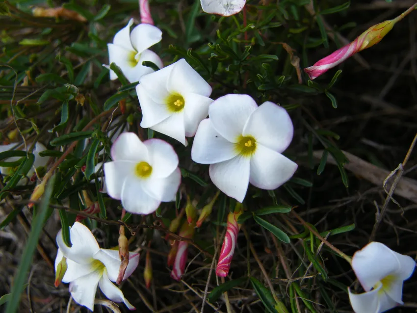 oxalis versicolor plant showing characteristic features
