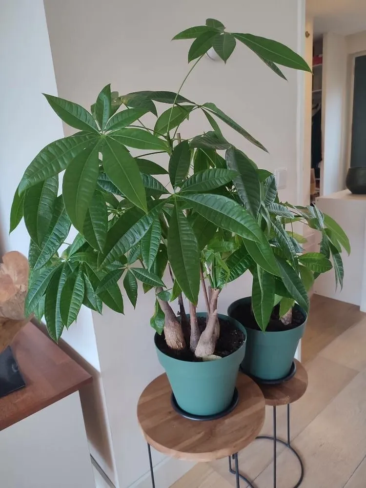Plante pachira aquatica montrant ses caractéristiques typiques