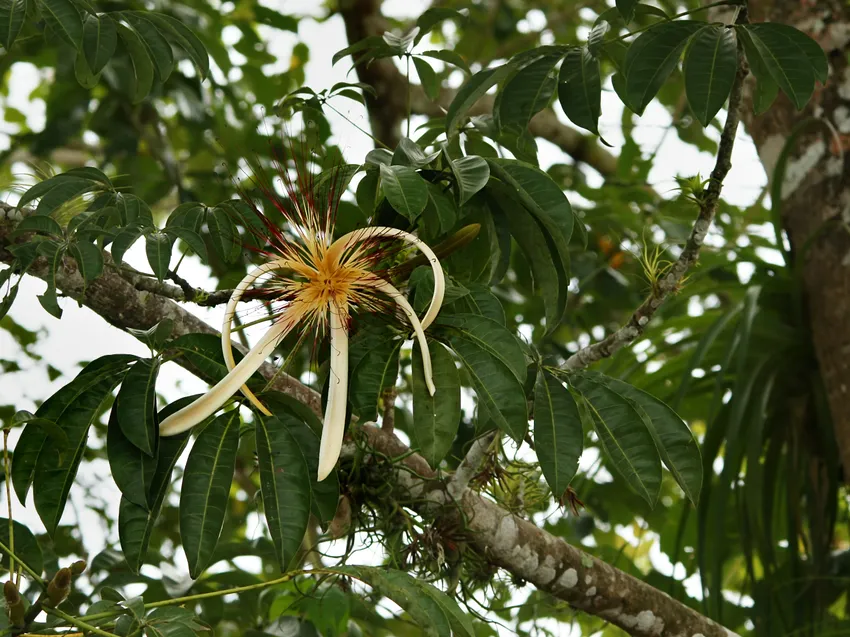 Plante pachira aquatica montrant ses caractéristiques typiques