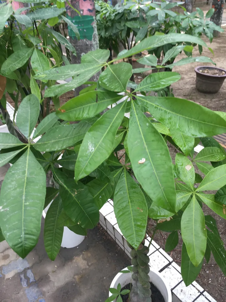 Plante pachira aquatica montrant ses caractéristiques typiques