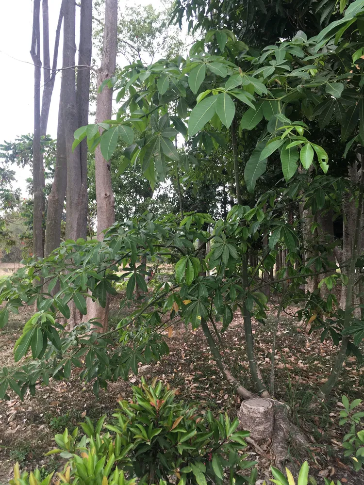 Plante pachira aquatica montrant ses caractéristiques typiques
