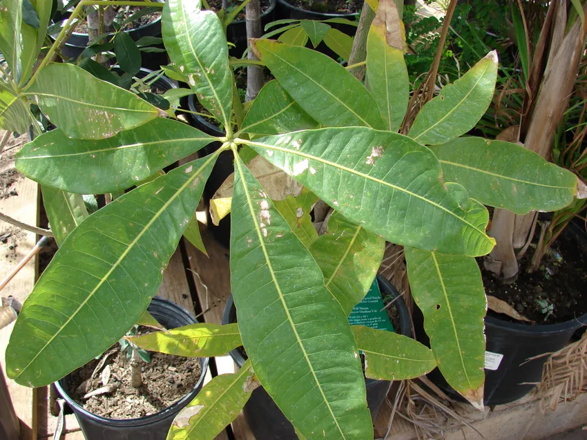 Plante pachira aquatica montrant ses caractéristiques typiques