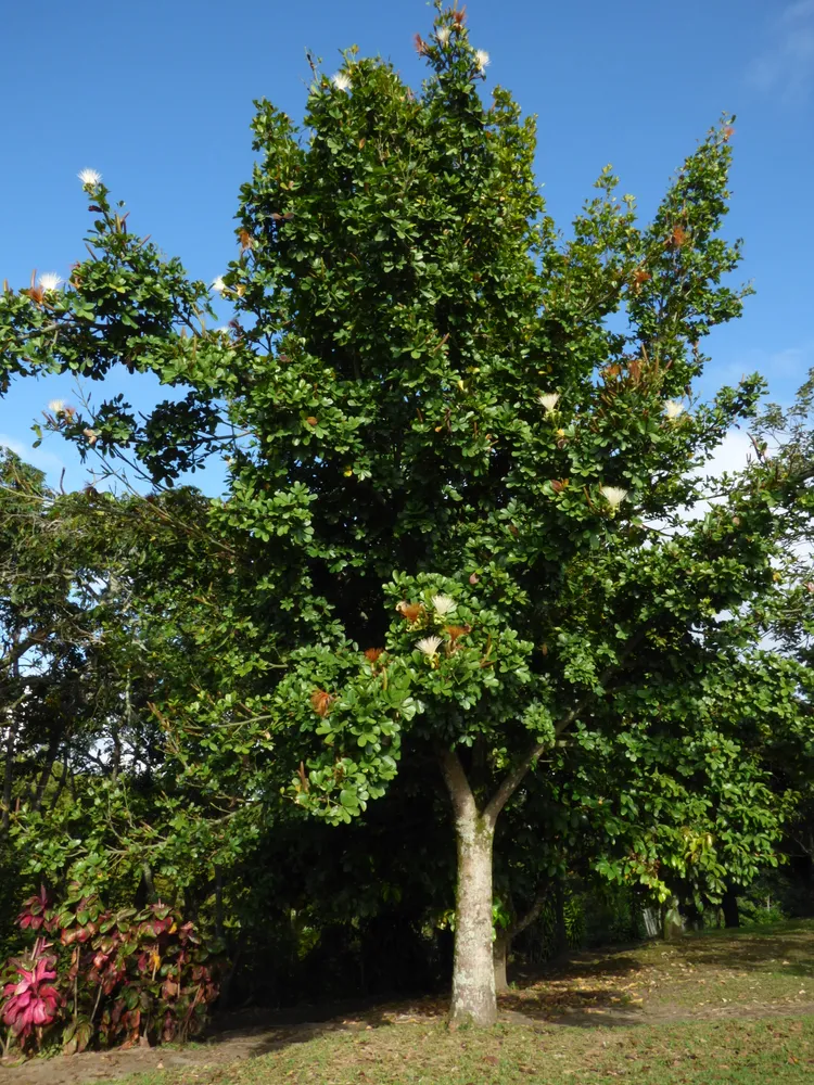 Plante pachira glabra montrant ses caractéristiques typiques