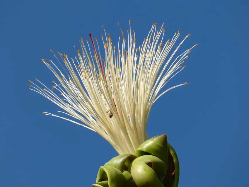Plante pachira glabra montrant ses caractéristiques typiques