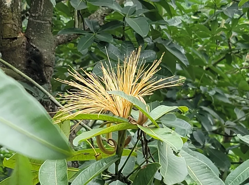 Plante pachira glabra montrant ses caractéristiques typiques