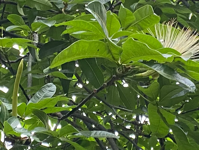 Plante pachira glabra montrant ses caractéristiques typiques