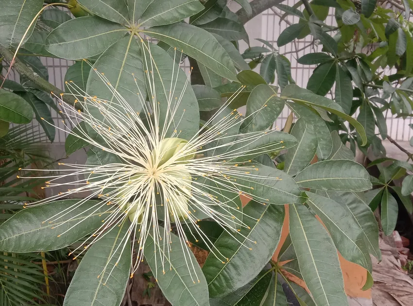 Plante pachira glabra montrant ses caractéristiques typiques
