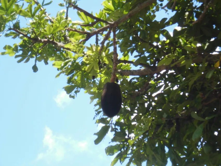 Plante pachira insignis montrant ses caractéristiques typiques