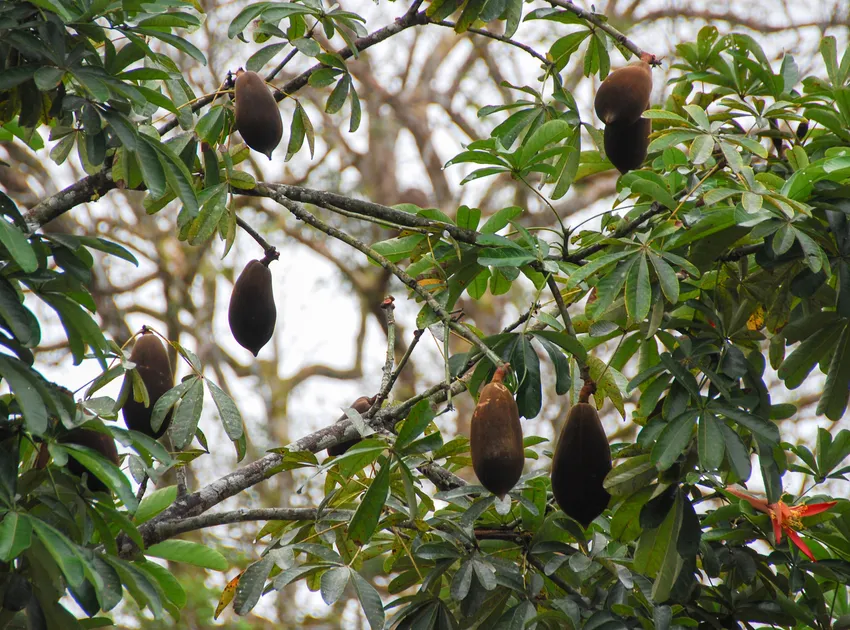 Plante pachira insignis montrant ses caractéristiques typiques