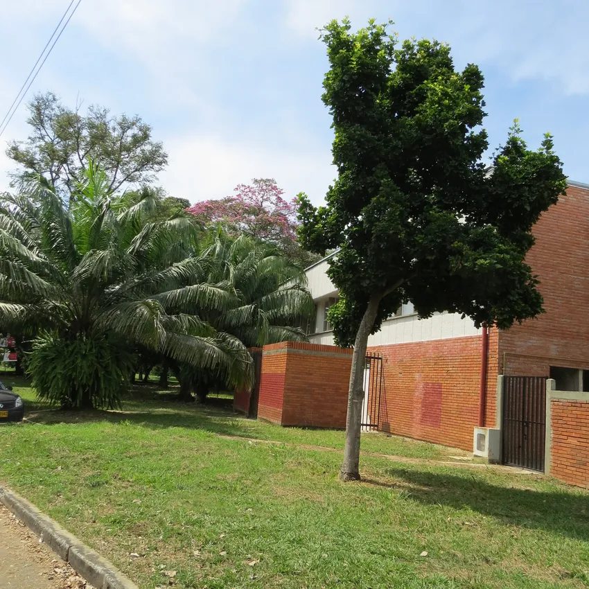 Plante pachira insignis montrant ses caractéristiques typiques