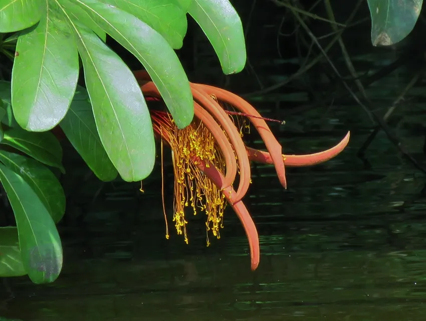 Plante pachira insignis montrant ses caractéristiques typiques