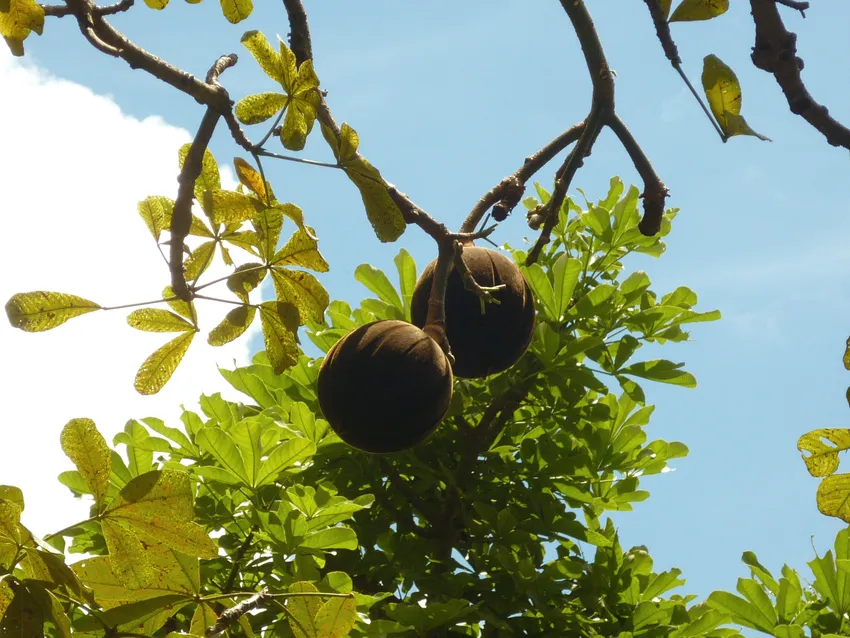 Plante pachira insignis montrant ses caractéristiques typiques