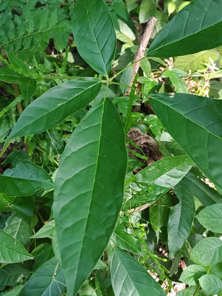 Plante pachira quinata montrant ses caractéristiques typiques