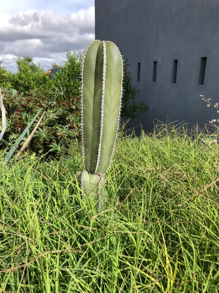 pachycereus marginatus plant showing characteristic features