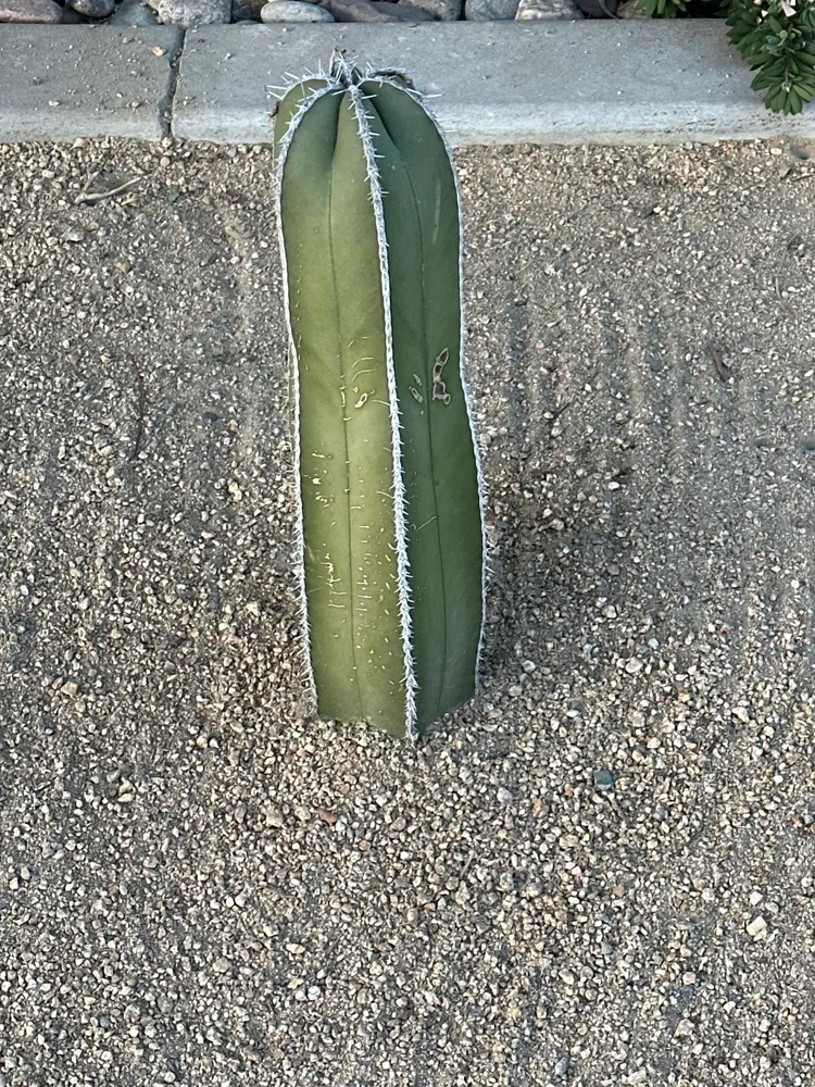 pachycereus marginatus plant showing characteristic features