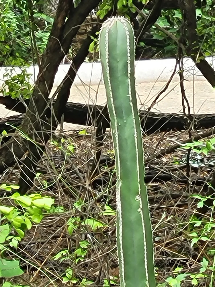 pachycereus marginatus plant showing characteristic features