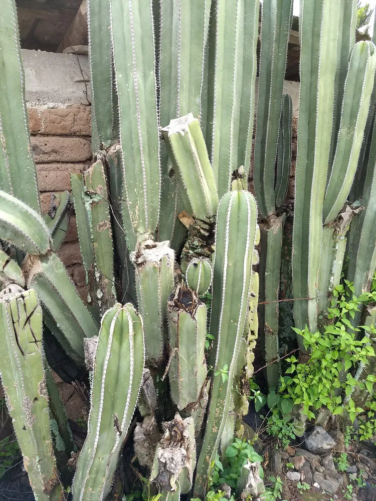 pachycereus marginatus plant showing characteristic features