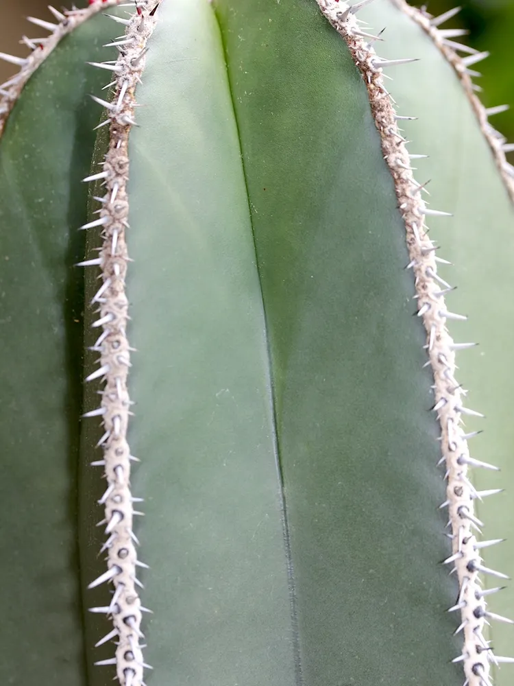 pachycereus marginatus plant showing characteristic features