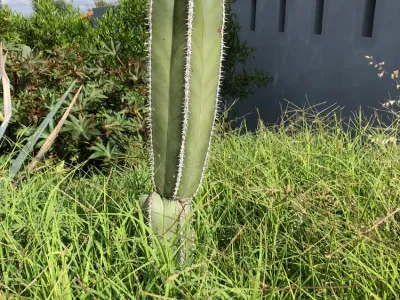 thumbnail pachycereus marginatus