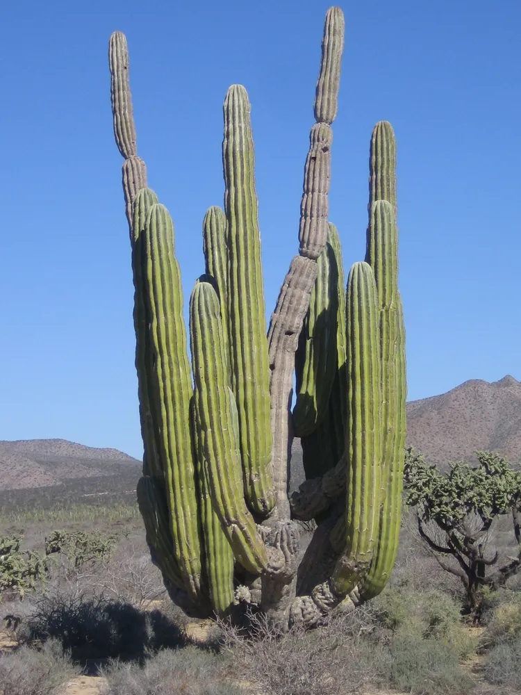 pachycereus pringlei plant showing characteristic features
