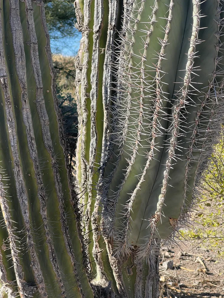 pachycereus pringlei plant showing characteristic features