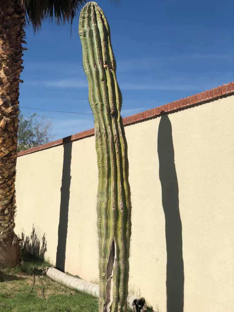 pachycereus pringlei plant showing characteristic features