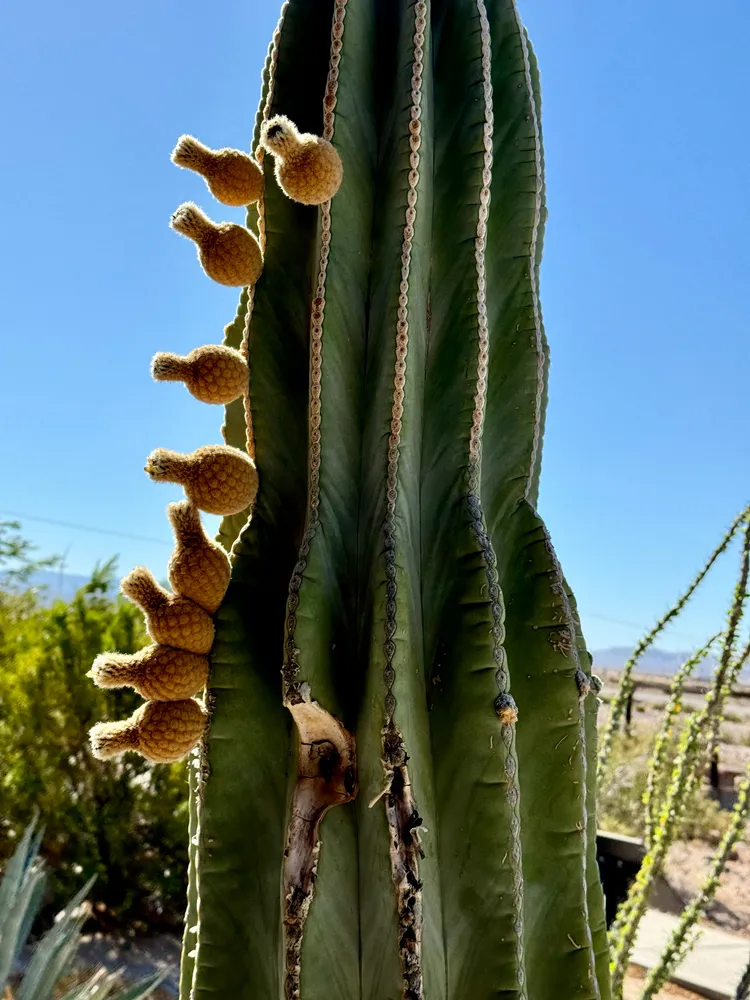 pachycereus pringlei plant showing characteristic features