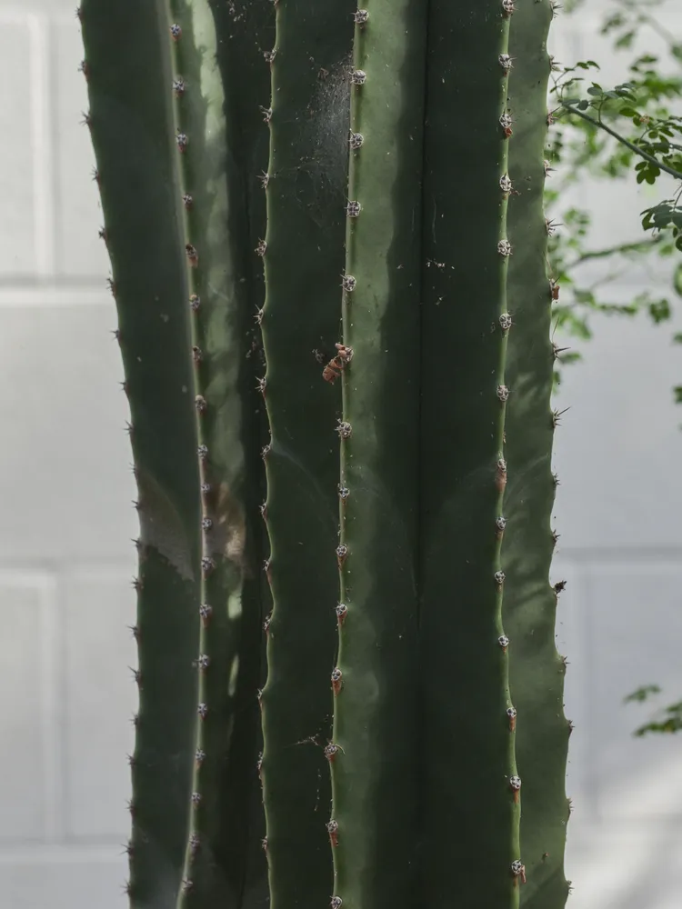 pachycereus schottii plant showing characteristic features