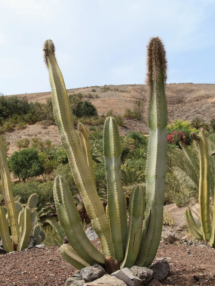 pachycereus schottii plant showing characteristic features