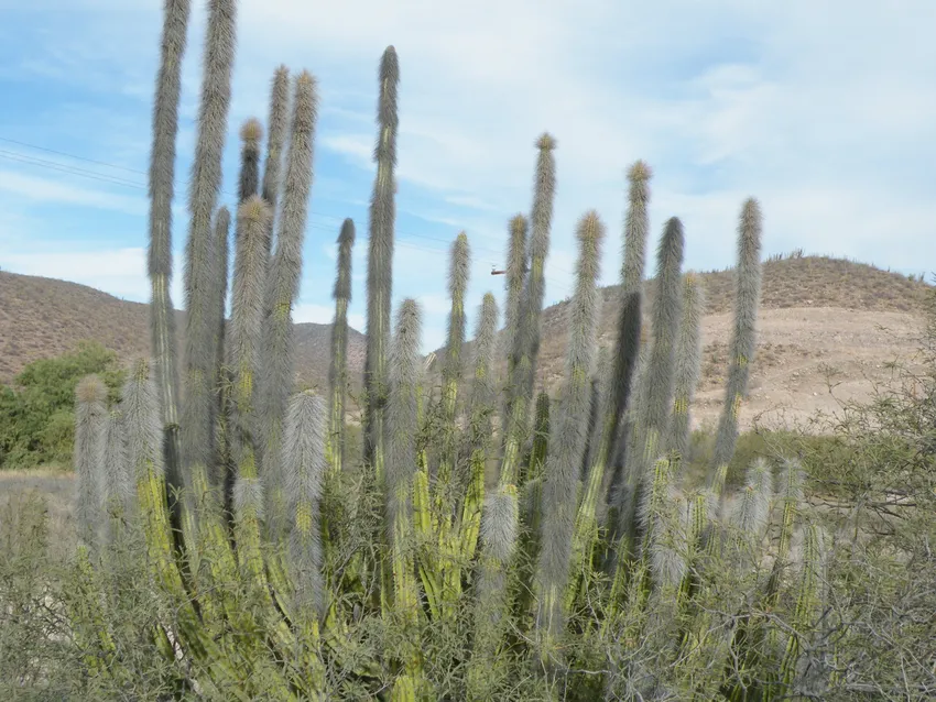 pachycereus schottii plant showing characteristic features
