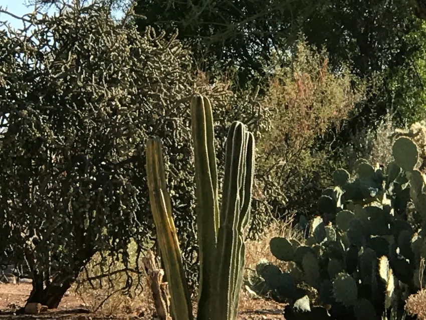 pachycereus schottii plant showing characteristic features