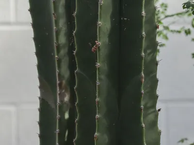 thumbnail pachycereus schottii