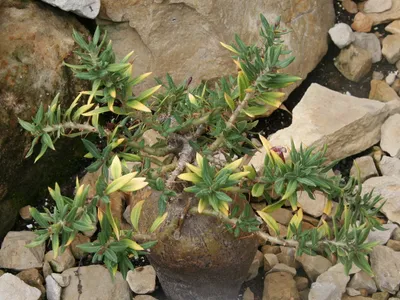 thumbnail pachypodium bispinosum